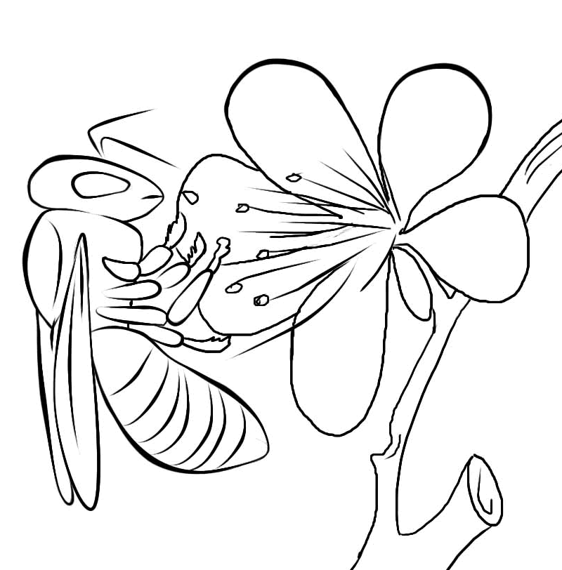 Pollinator coloring pages â seattles favorite garden store since