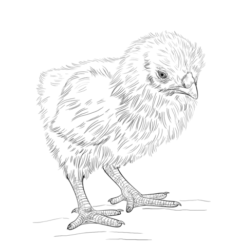 Dibujo de pollito para colorear dibujos para colorear imprimir gratis