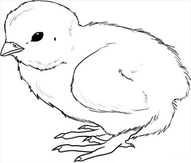 Dibujar pollito para colorear imprimir e dibujar â