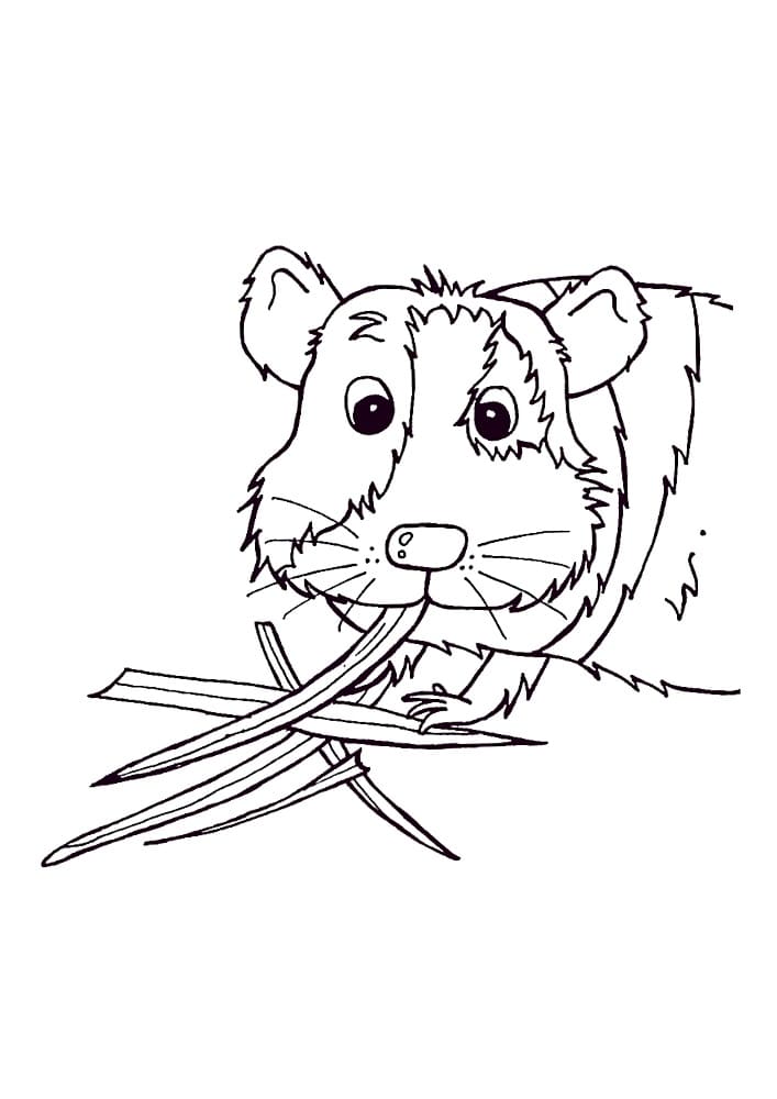 Guinea pig is eating leaves coloring page
