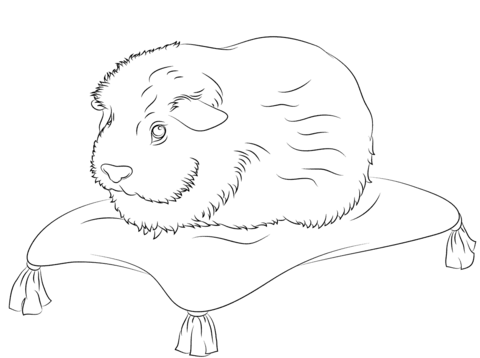 Cute guinea pig sits on a pillow coloring page free printable coloring pages