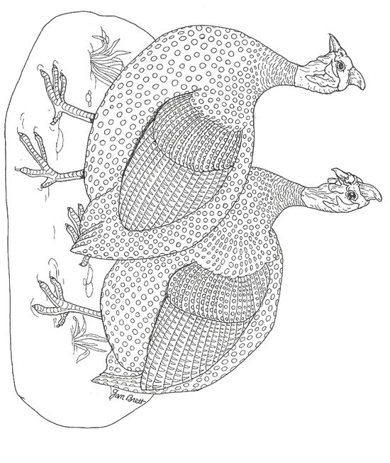Guinea fowl coloring pages ideas coloring pages guinea fowl guinea fowl art
