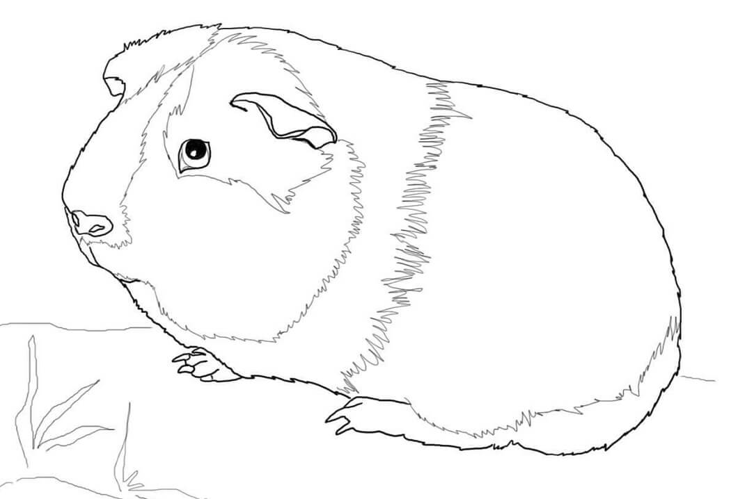 Guinea pig malvorlagen