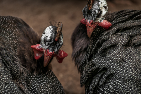 Pollito negro stock photos and images