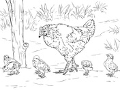 Guinea fowl coloring page free printable coloring pages