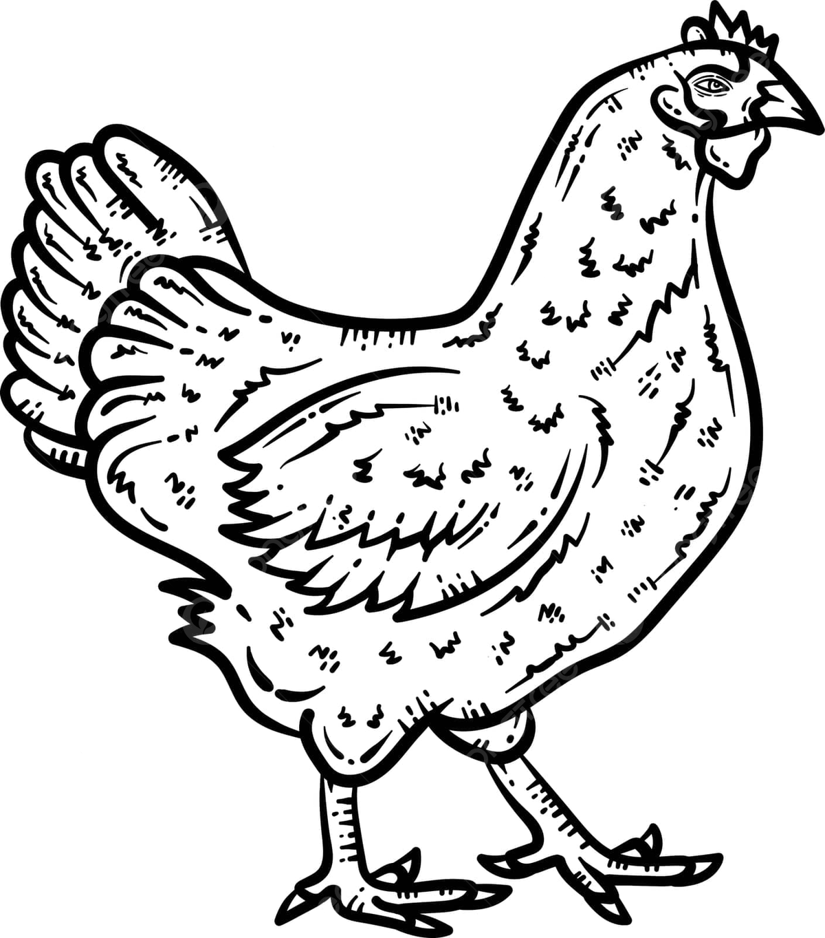 Dibujo de pollo animal pãgina para colorear adultos quema grãfico vector png dibujos dibujo de pollo dibujo de animal dibujo de anillo png y vector para dcargar gratis