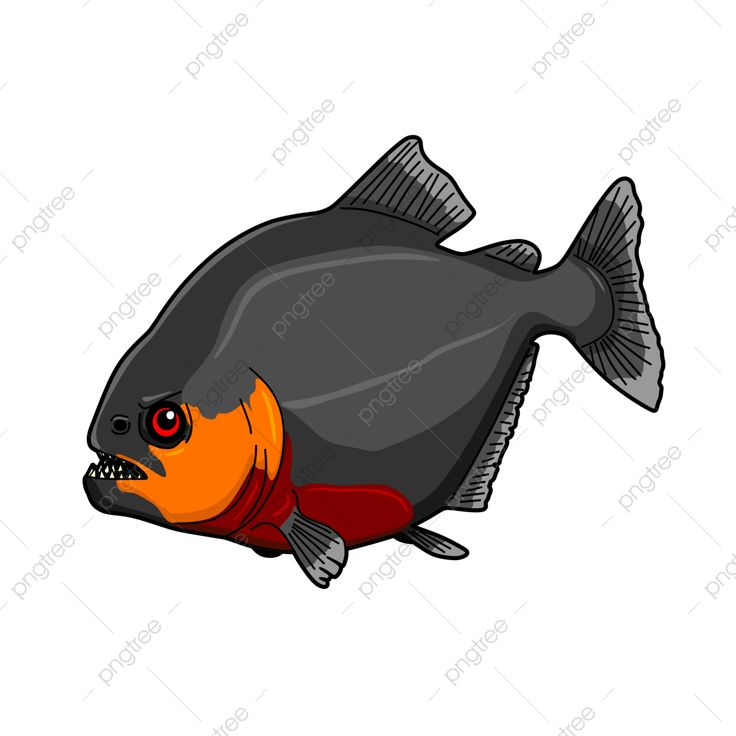 Piranha cartoon vector art png cartoon piranha fish illustration piranha fish animal png image for free download fish illustration cartoons vector illustration