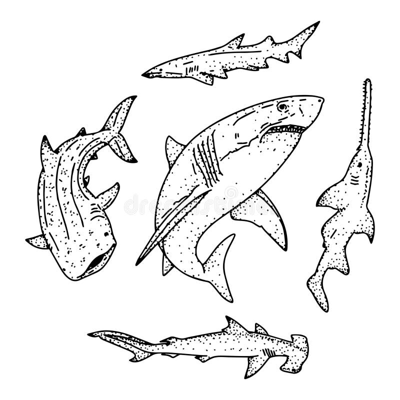 Piranha coloring page stock illustrations â piranha coloring page stock illustrations vectors clipart