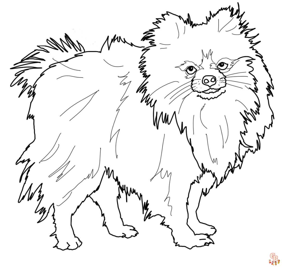 Fun and easy pomeranian and chihuahua coloring pages for kids