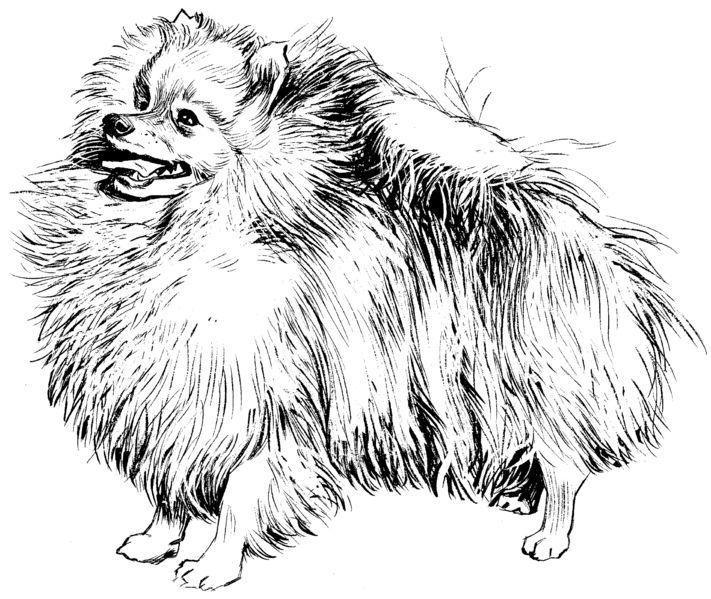 Pomeranian coloring pages