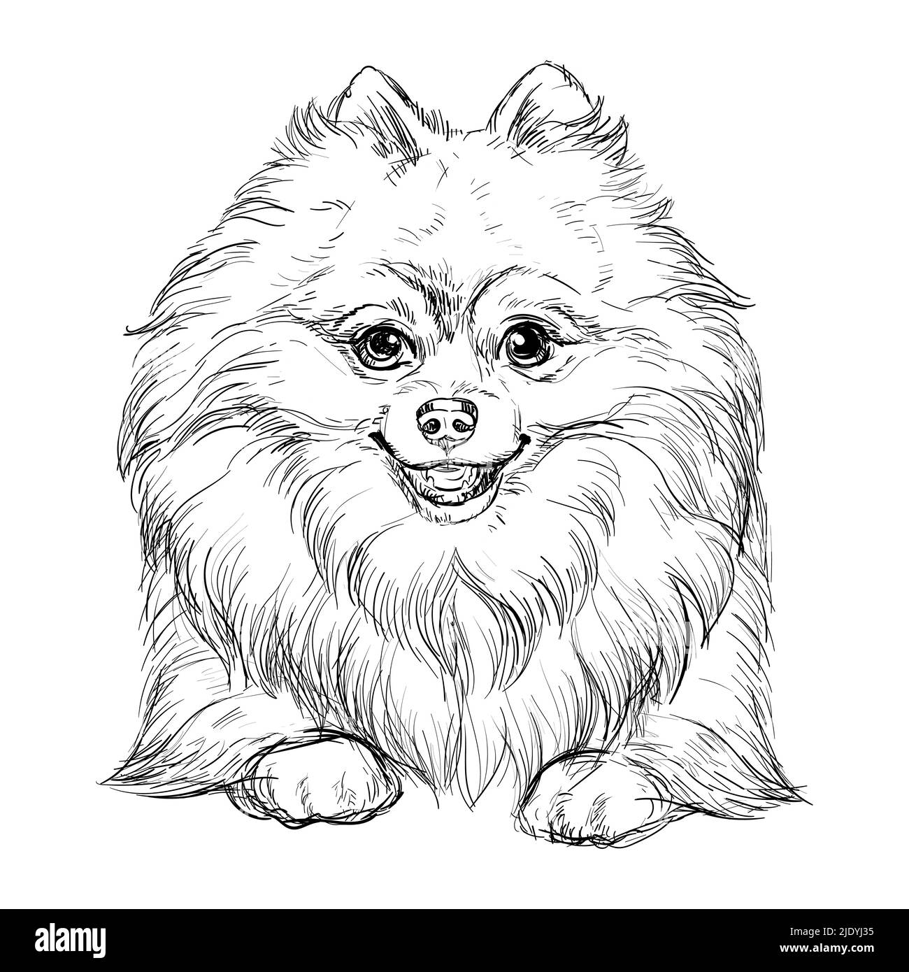 Purebred pomeranian black and white stock photos images