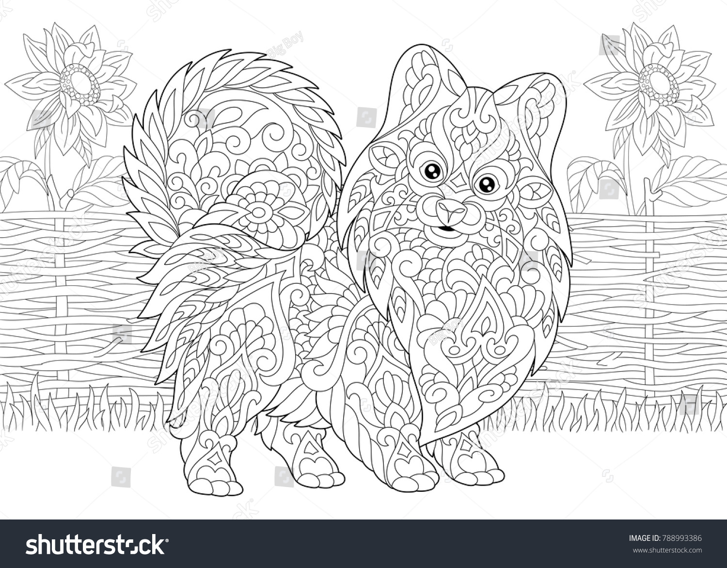 Coloring page adult coloring book pomeranian stock vector royalty free