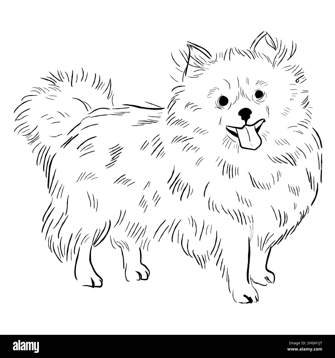 Purebred pomeranian black and white stock photos images