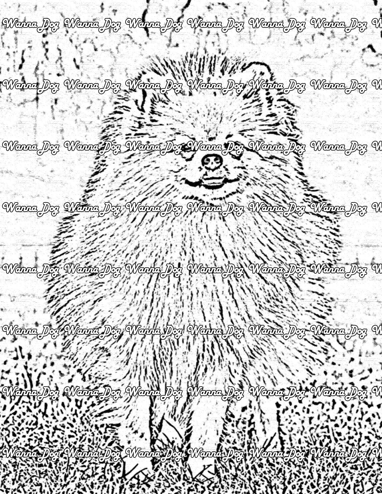 Pomeranian coloring pages â wanna dog