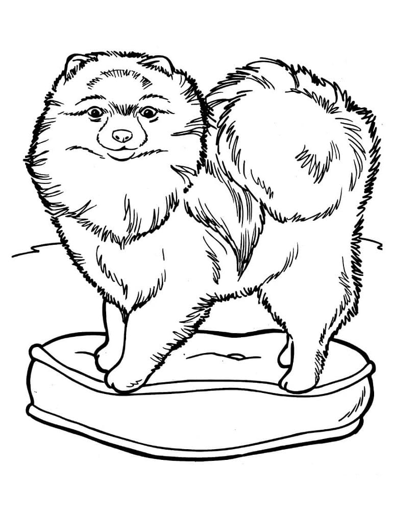 Chow chow coloring page