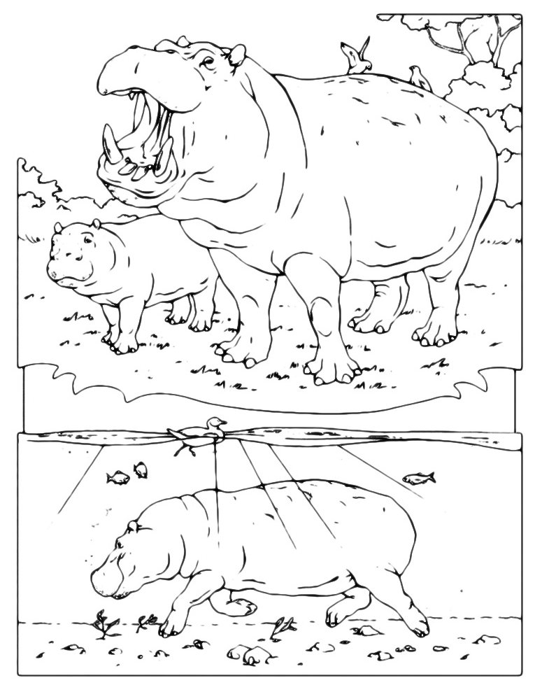 Animals