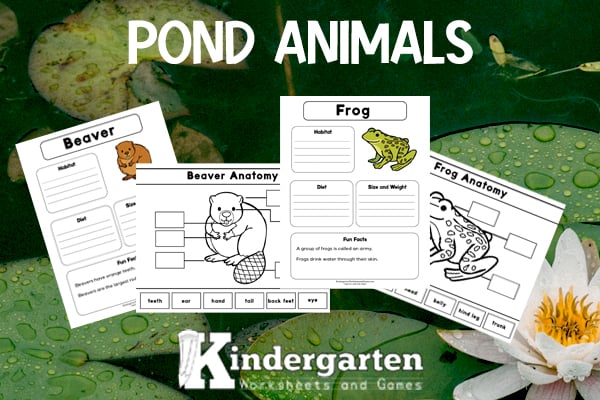 Pond animals lesson for kindergarten with free worksheets