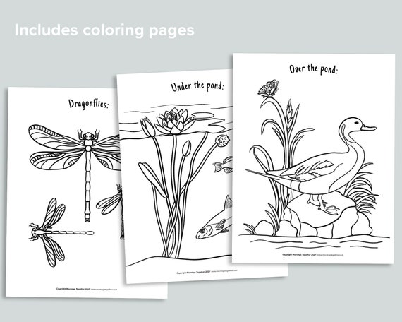 Pond learning pack pond life homeschool printables frog snail coloring nature preschool counting activities fish i spy
