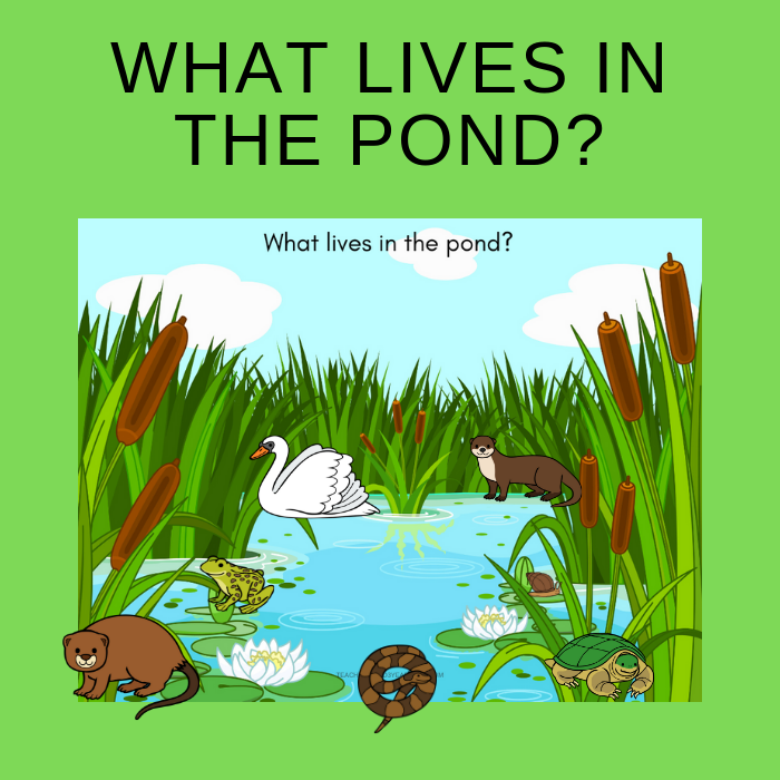 Free who lives in the pond printable activity