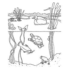 Nature coloring pages