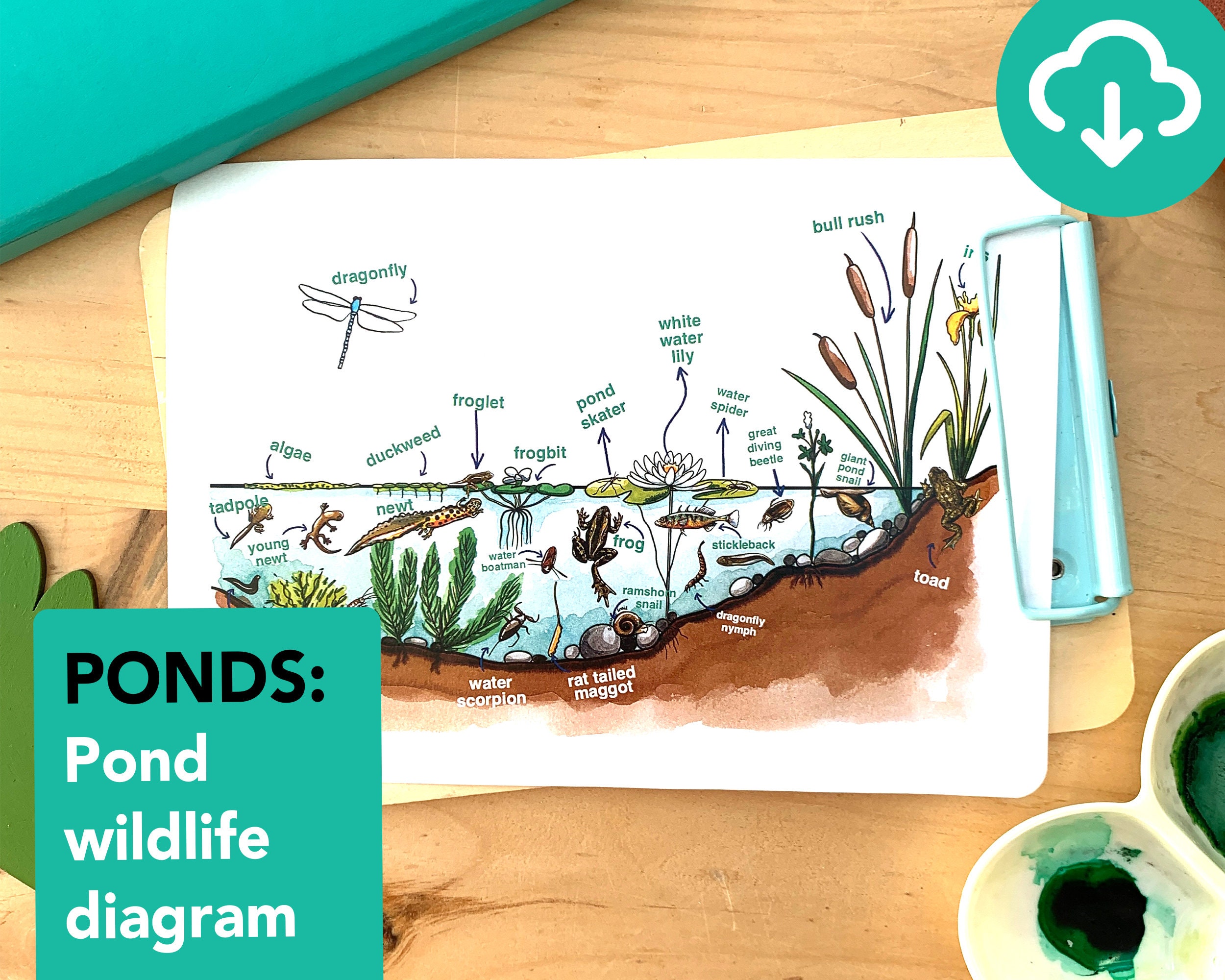 Pond life diagram sheet educational pond printable instant download