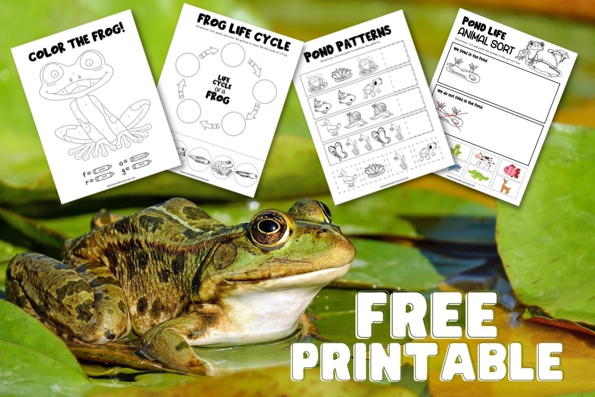 Free printable preschool pond life activity pack