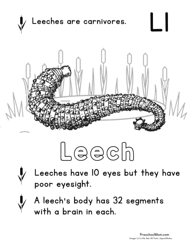 Pond animal coloring pages