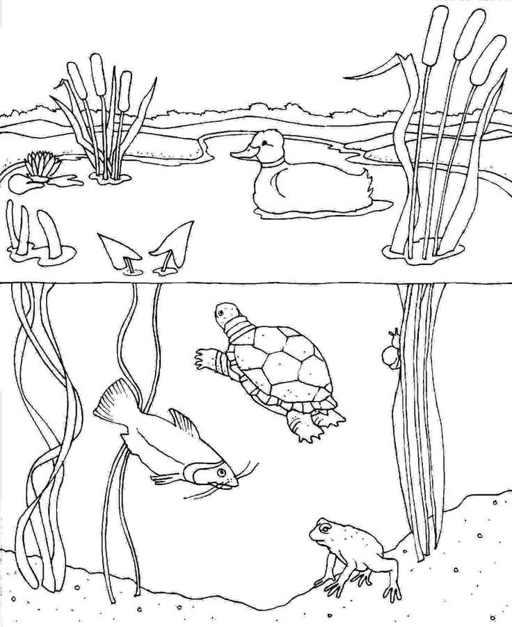 Pond habitat coloring page kerra animal coloring pages coloring pages pond animals