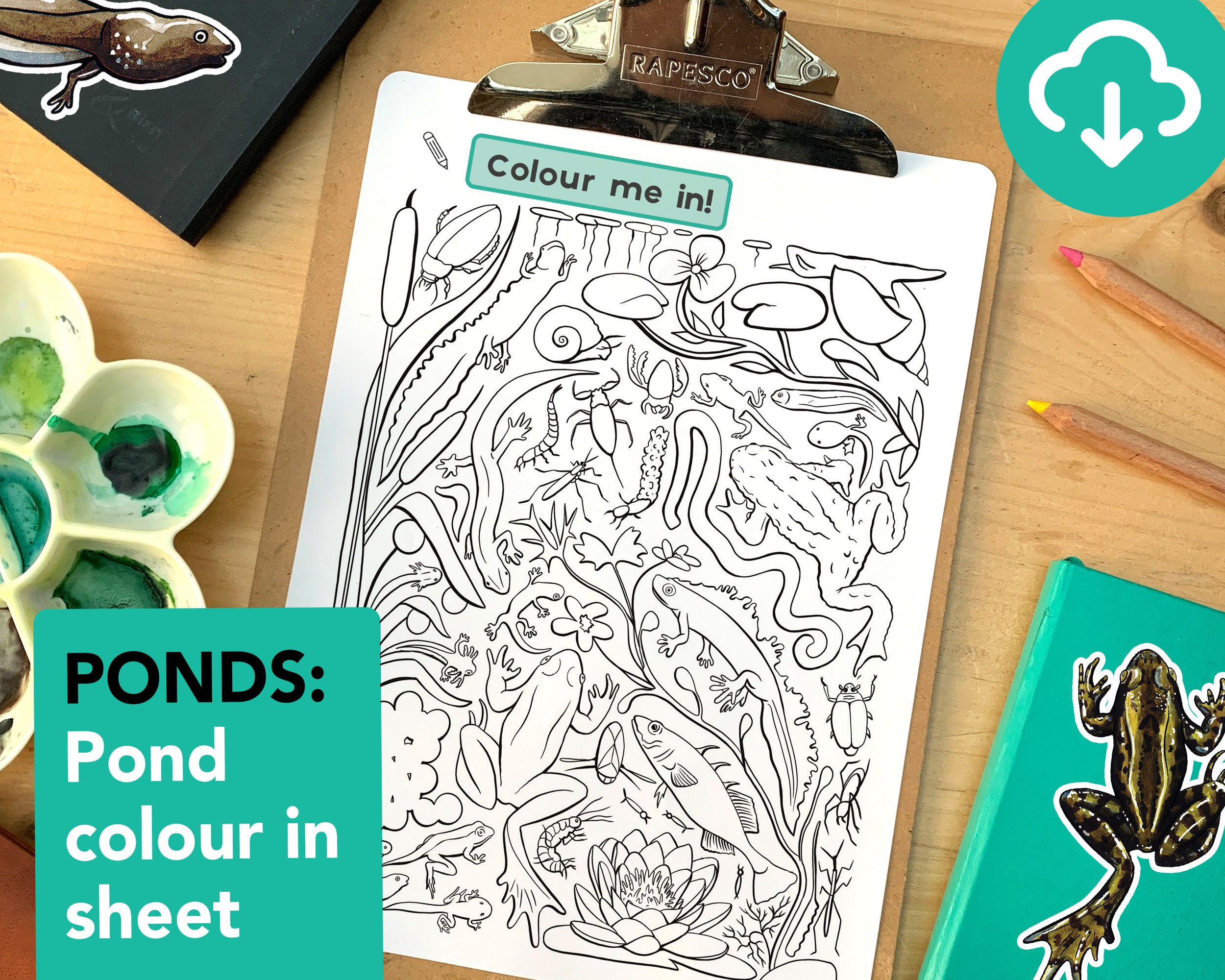 Pond life colouring in sheet educational pond printable