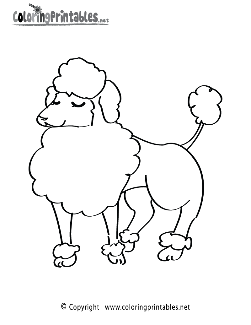 Poodle coloring page