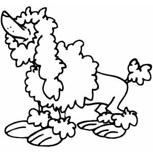 Poodle coloring page