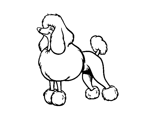 Snooty poodle coloring page