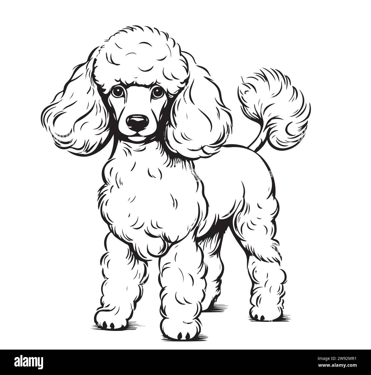 Poodles cut out stock images pictures