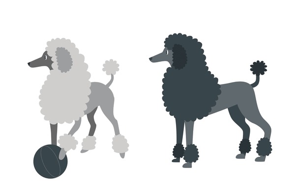 Black poodle royalty