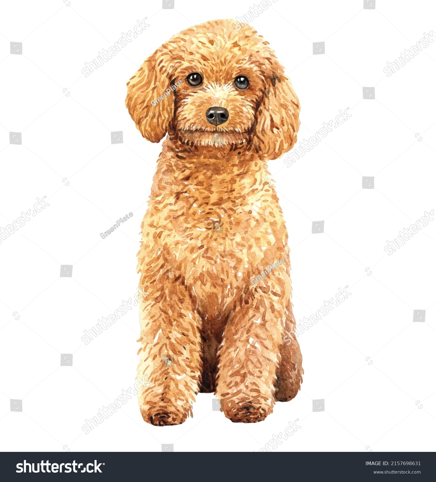 Poodle portrait illustration images stock photos d objects vectors