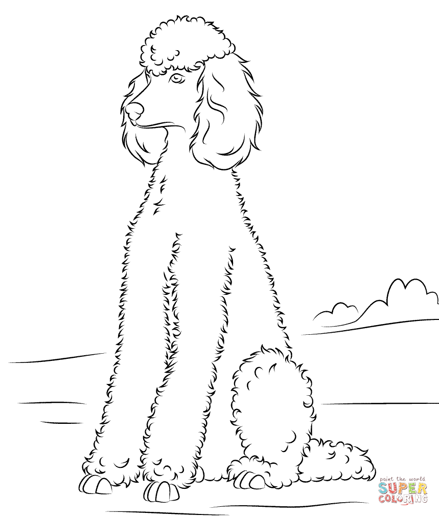 Poodle coloring page free printable coloring pages