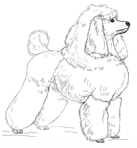 Toy poodle coloring page free printable coloring pages poodle drawing dog coloring page step by step drawing