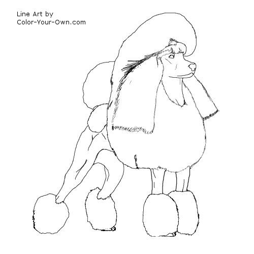 Standard poodle