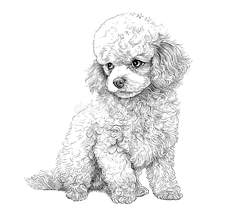 Drawn poodles stock illustrations â drawn poodles stock illustrations vectors clipart