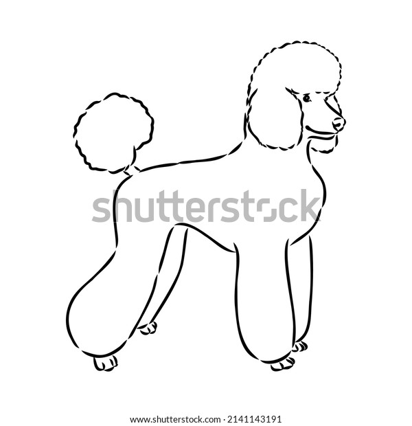 Poodle outline images stock photos d objects vectors