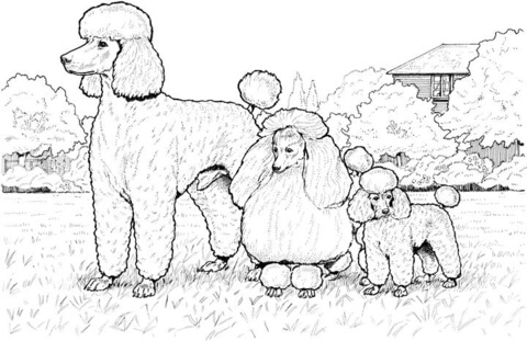 Standard miniature and toy poodles coloring page free printable coloring pages