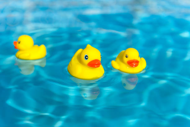 Rubber ducks in a pond stock photos pictures royalty