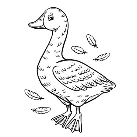 Duck coloring page stock photos and images
