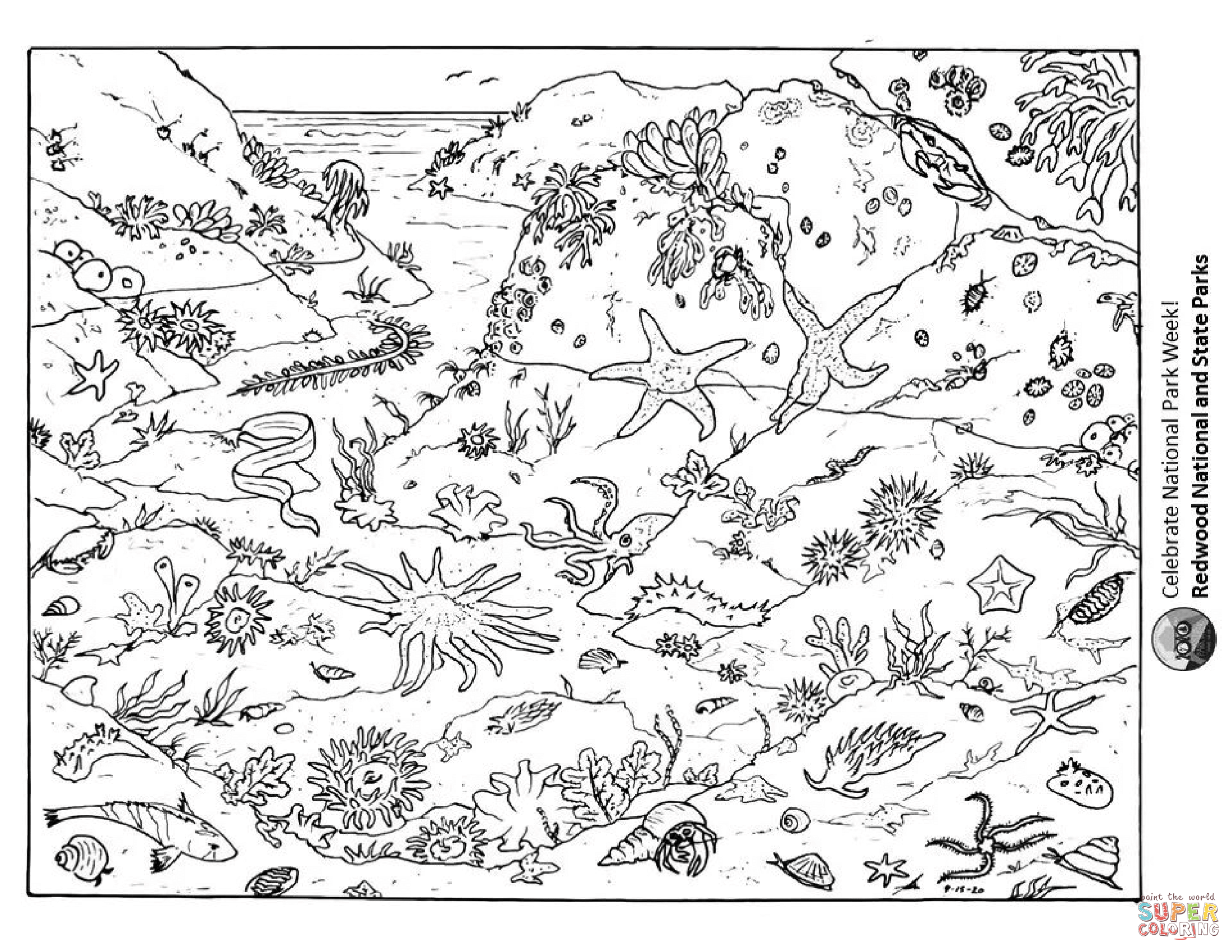 Coastal tidepool in redwood np coloring page free printable coloring pages