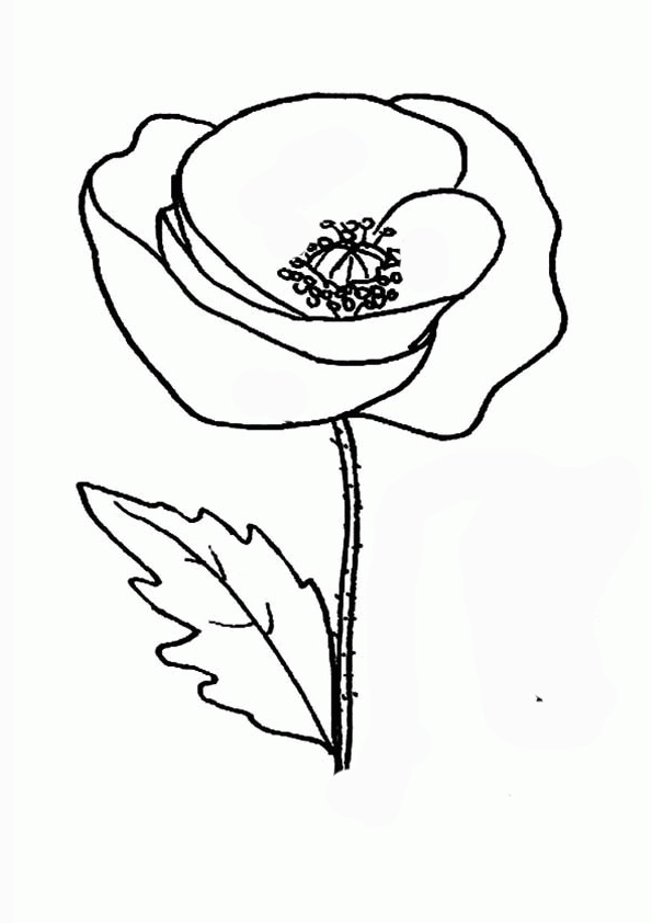 Coloring pages poppy and branch coloring pages