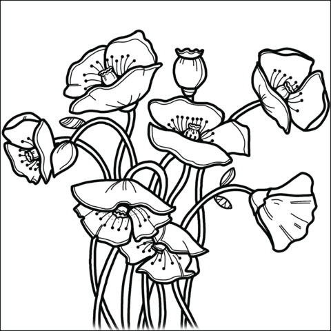 Poppies coloring page free printable coloring pages