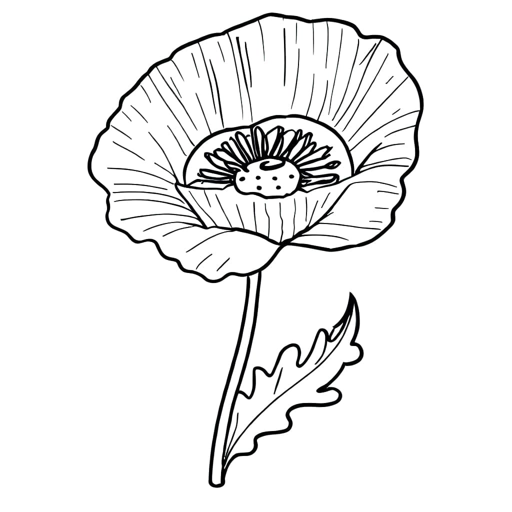 Lovely poppy flower coloring page