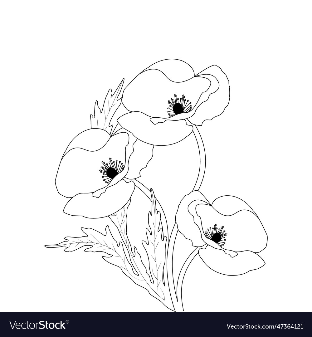 Poppy flower coloring book for adults royalty free vector