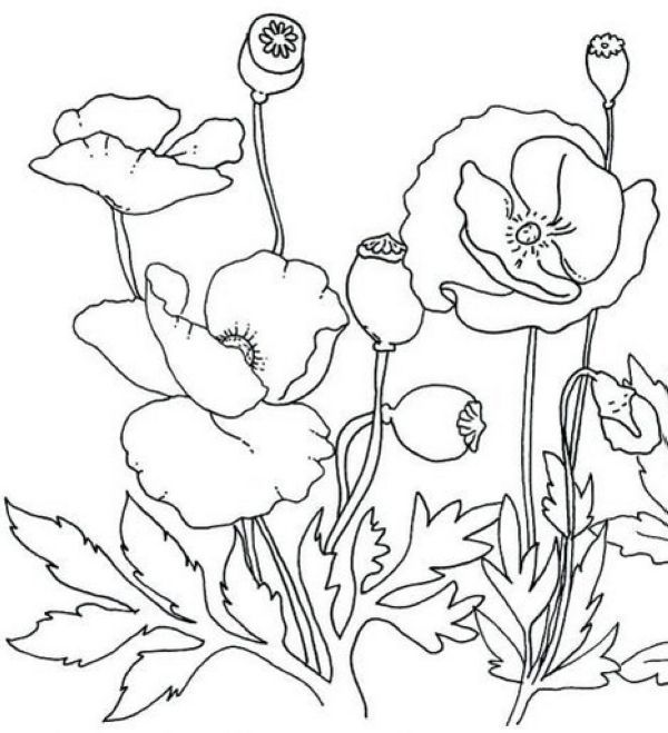 Printable poppy coloring pages pdf