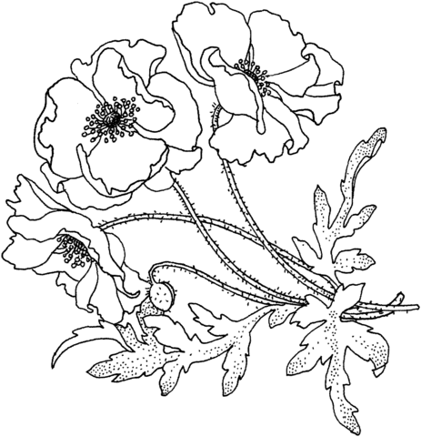 Poppies coloring pages printable for free download